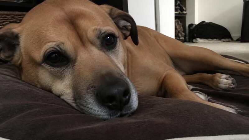 Why Adopt a Pet? The Life-Changing Benefits of Rescue Animals
