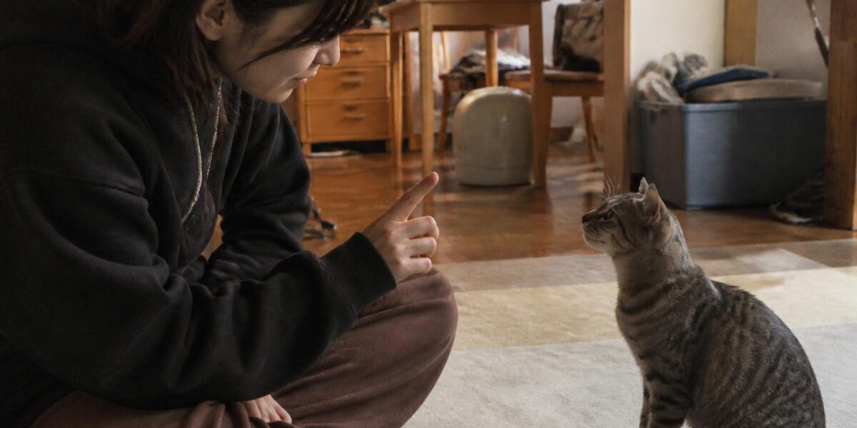 Why Does My Cat Bite Me When I Pet Her? Understanding Petting-Induced Aggression