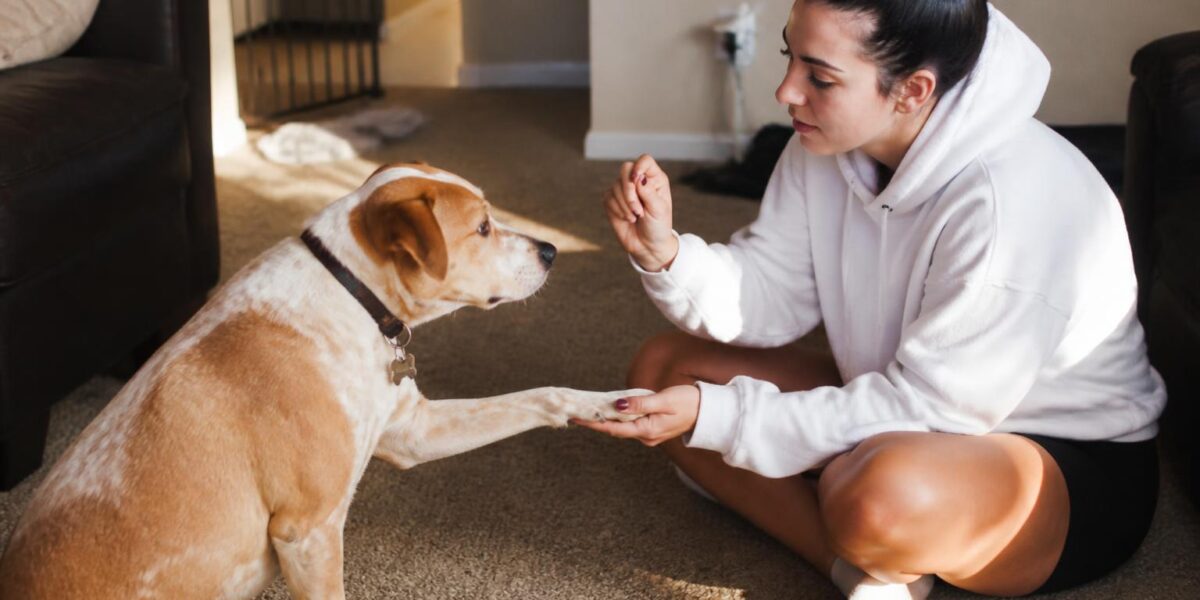 Why Does My Dog Lick Me So Much?
