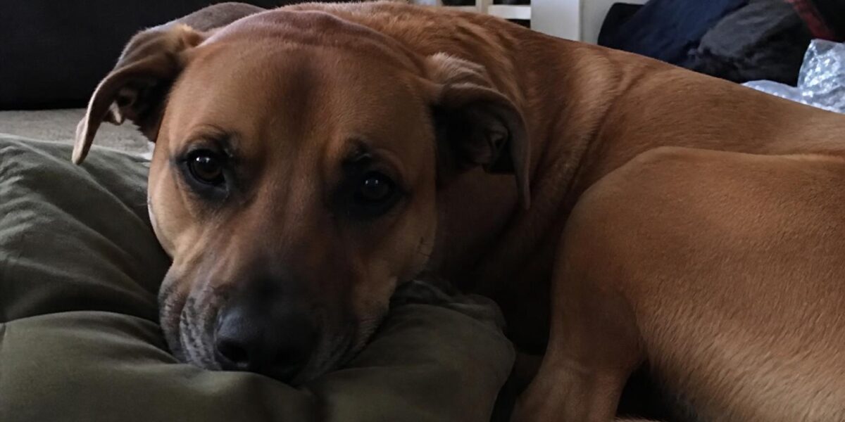 Why Some Rescues Won’t Adopt to Renters: And How to Push Back