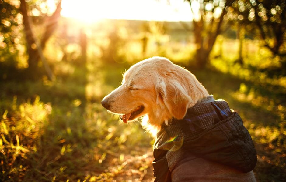 Cheerful Golden Retriever with closed eyes and tongue out in warm clothes sitting on grassy ground in park in sunny day