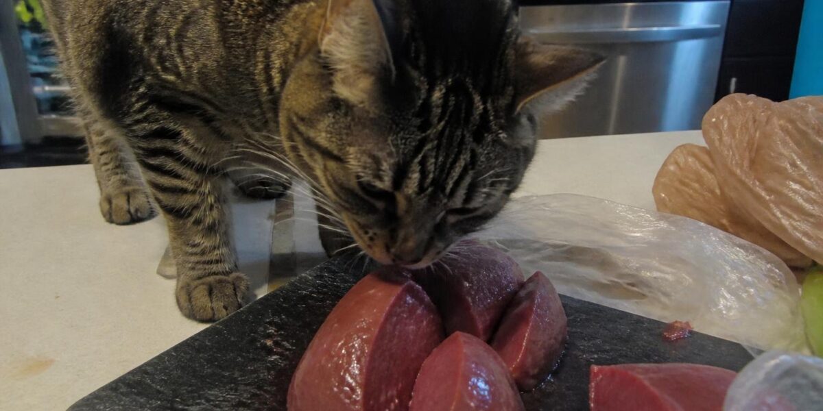 Can Cats Eat Beef Heart?