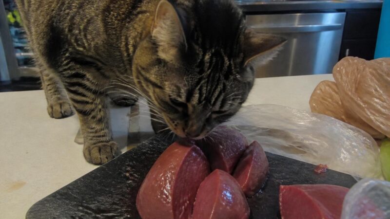 Can Cats Eat Beef Heart?