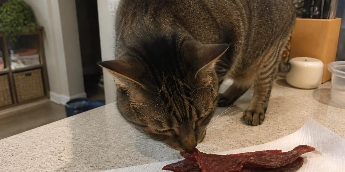 Can Cats Eat Beef Jerky?