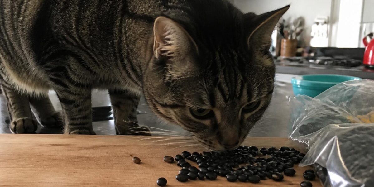 Can Cats Eat Black Beans?