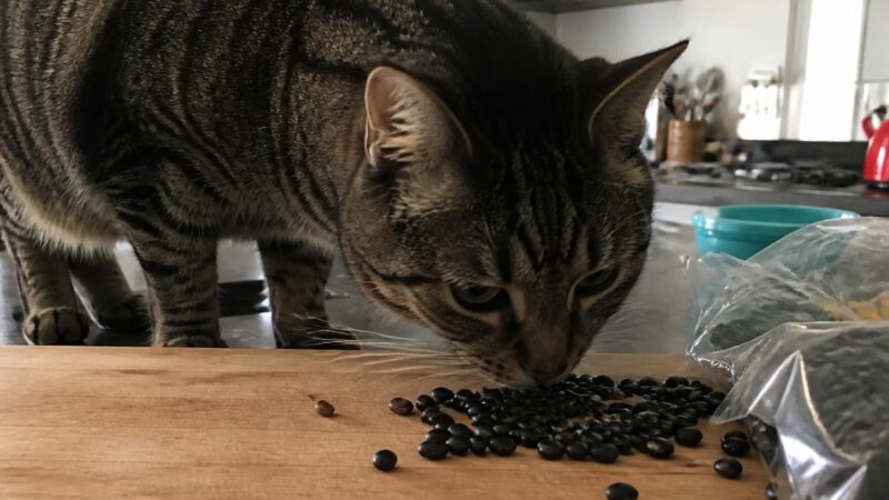 Can Cats Eat Black Beans?