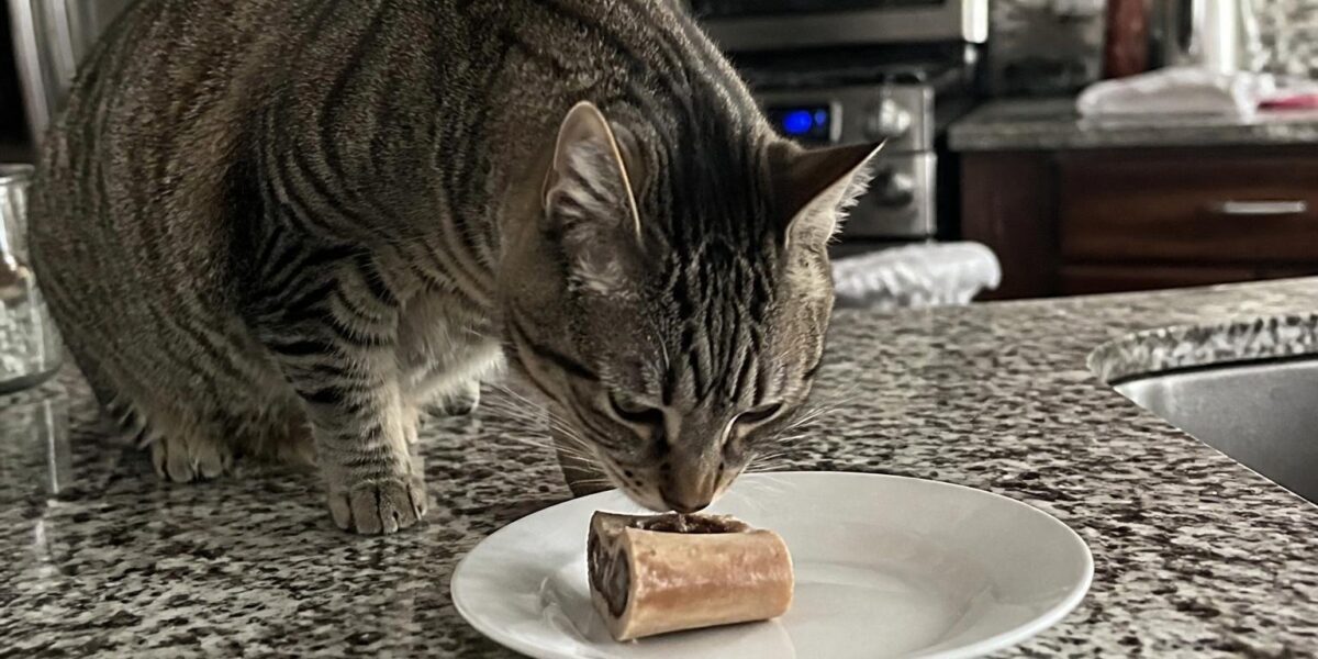 Can Cats Eat Bone Marrow?