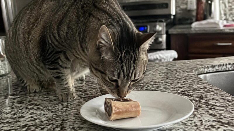 Can Cats Eat Bone Marrow?