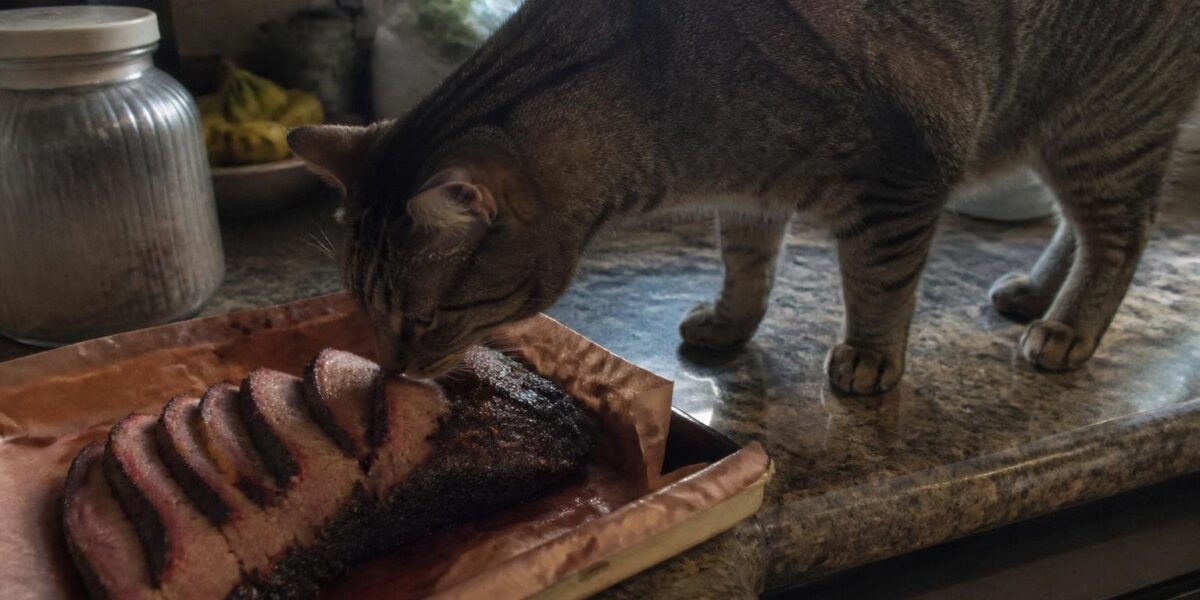 Can Cats Eat Brisket?