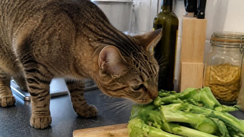 Can Cats Eat Broccoli Stems?