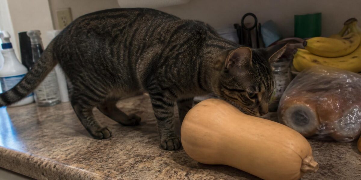 Can Cats Eat Butternut Squash?