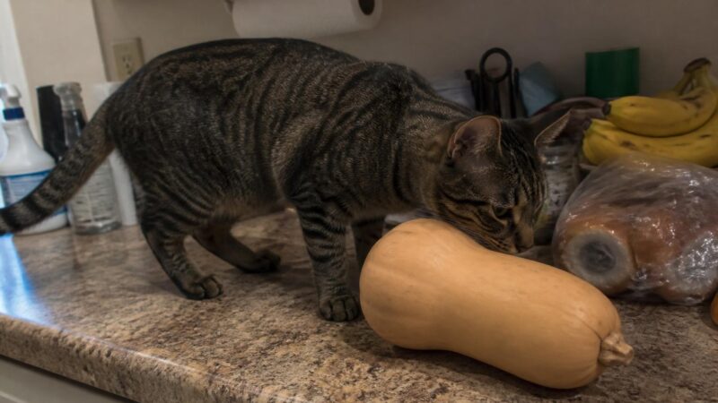 Can Cats Eat Butternut Squash?