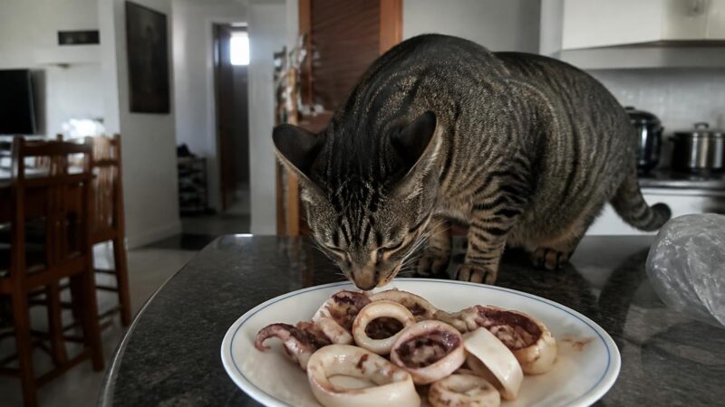 Can Cats Eat Calamari?