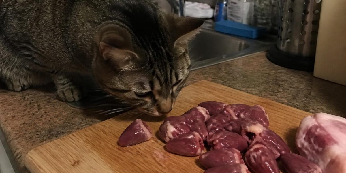 Can Cats Eat Chicken Hearts?