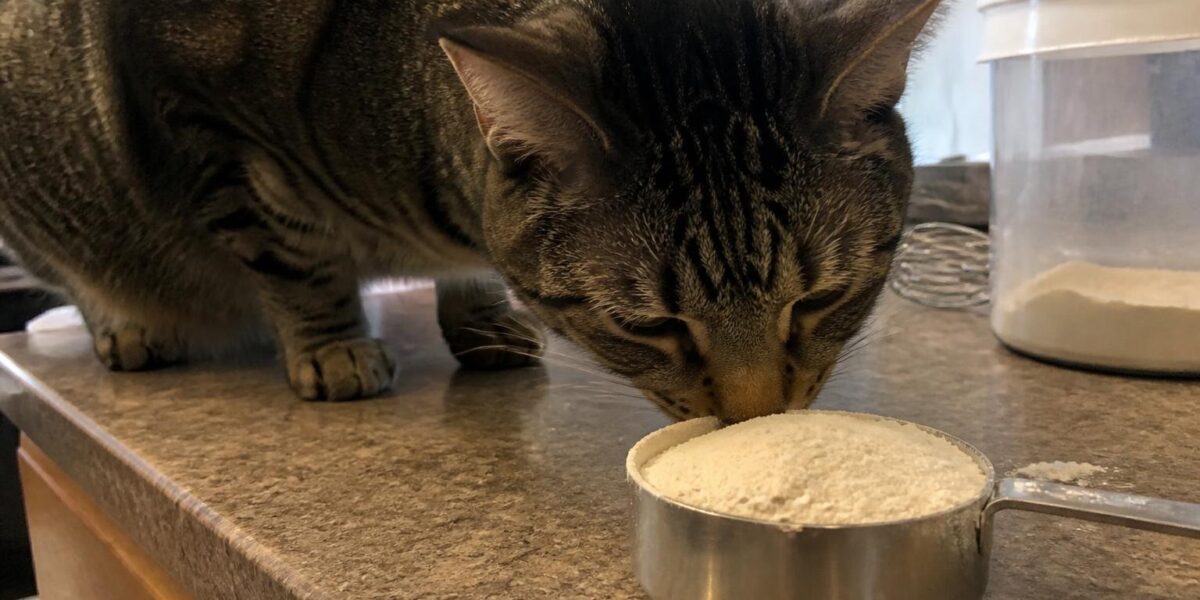 Can Cats Eat Coconut Flour?
