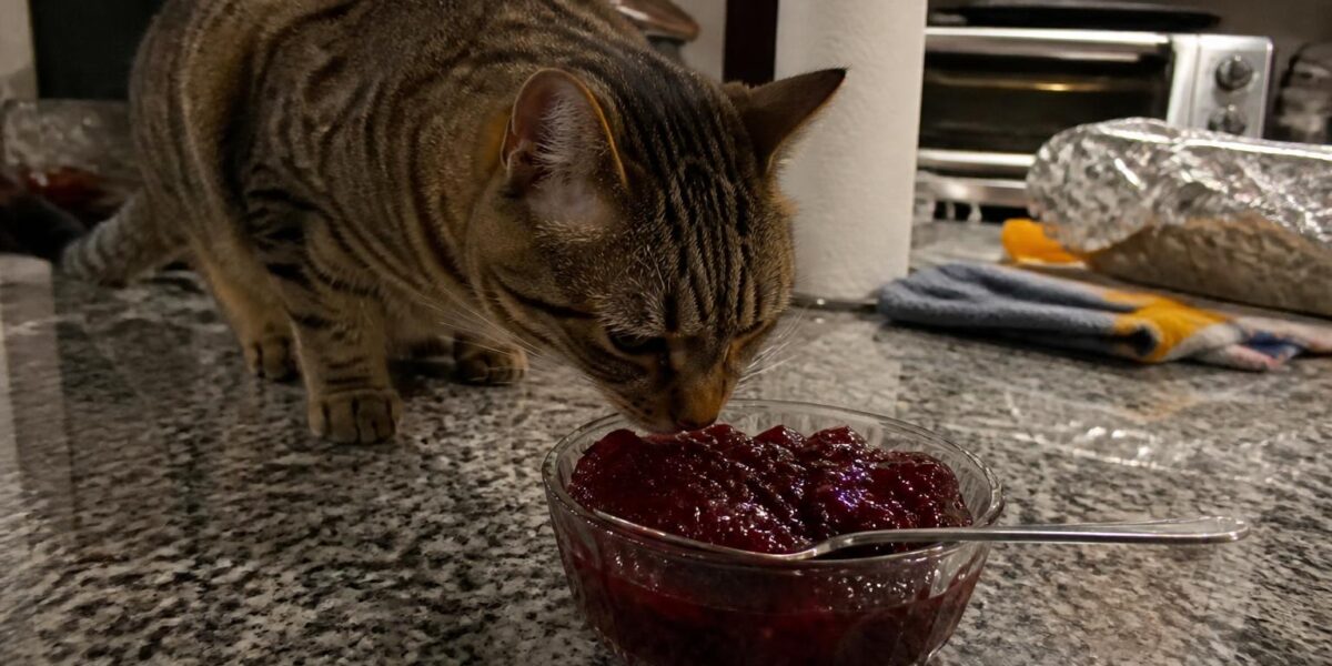 Can Cats Eat Cranberry Sauce?