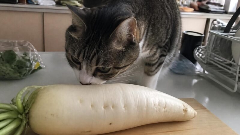 Can Cats Eat Daikon?