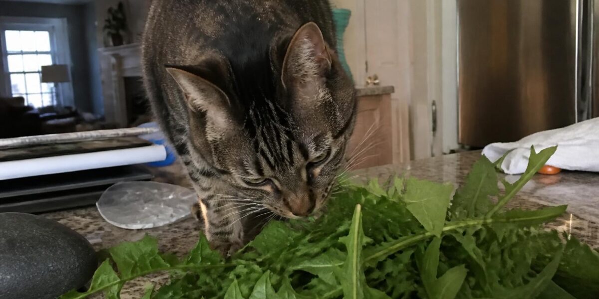 Can Cats Eat Dandelion Greens?