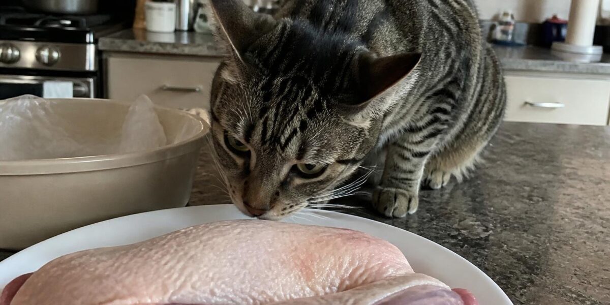 Can Cats Eat Duck Breast?