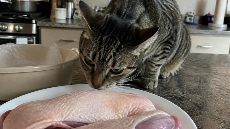 Can Cats Eat Duck Breast?