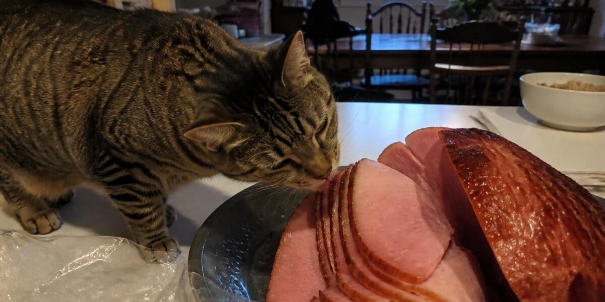 Can Cats Eat Easter Ham?
