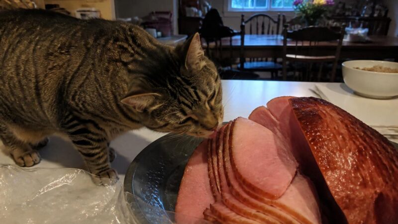 Can Cats Eat Easter Ham?