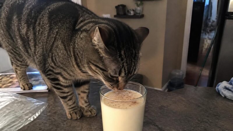 Can Cats Eat Eggnog?