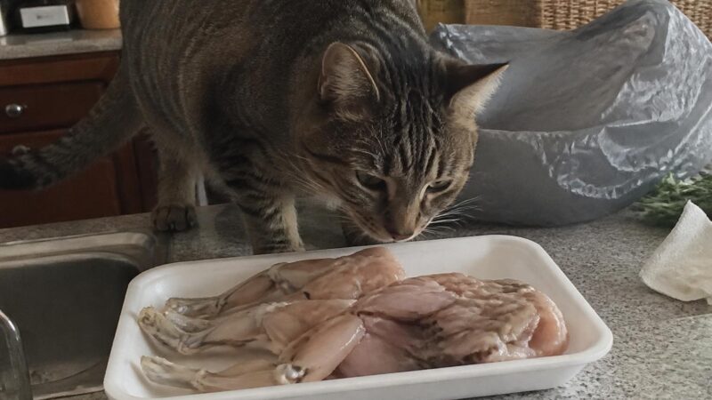 Can Cats Eat Frog Legs?