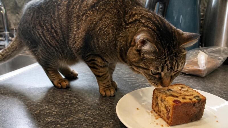 Can Cats Eat Fruitcake?