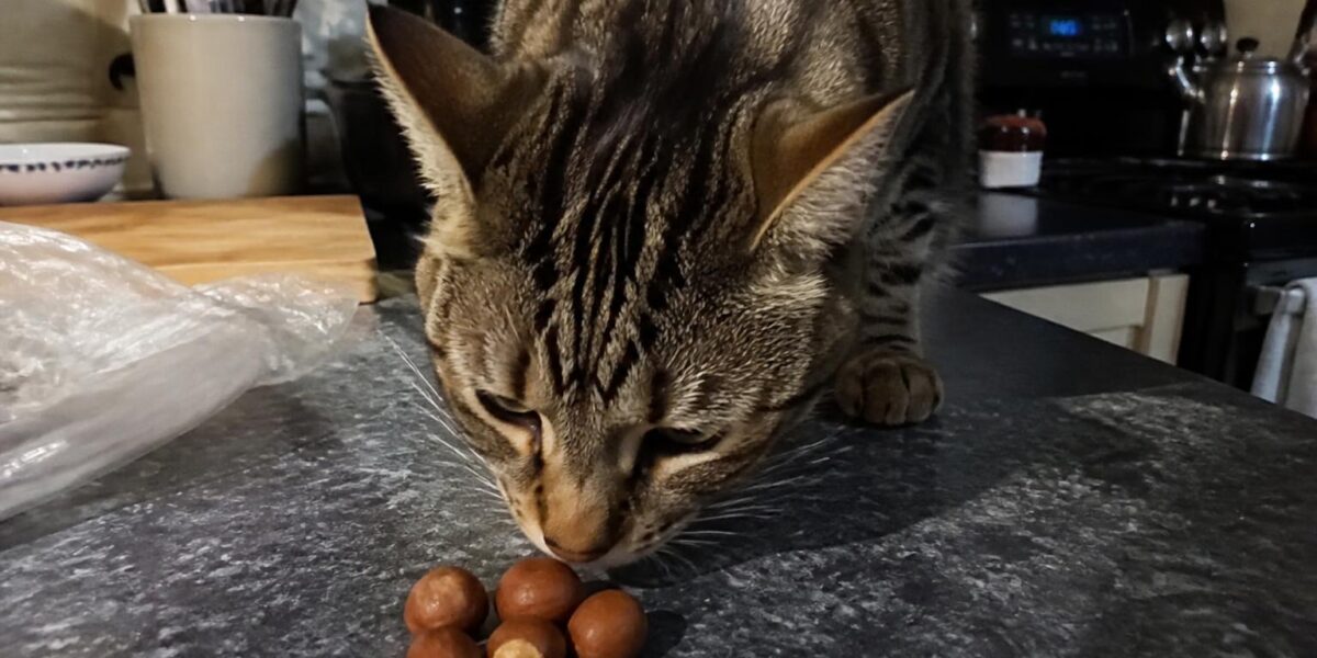 Can Cats Eat Hazelnuts?