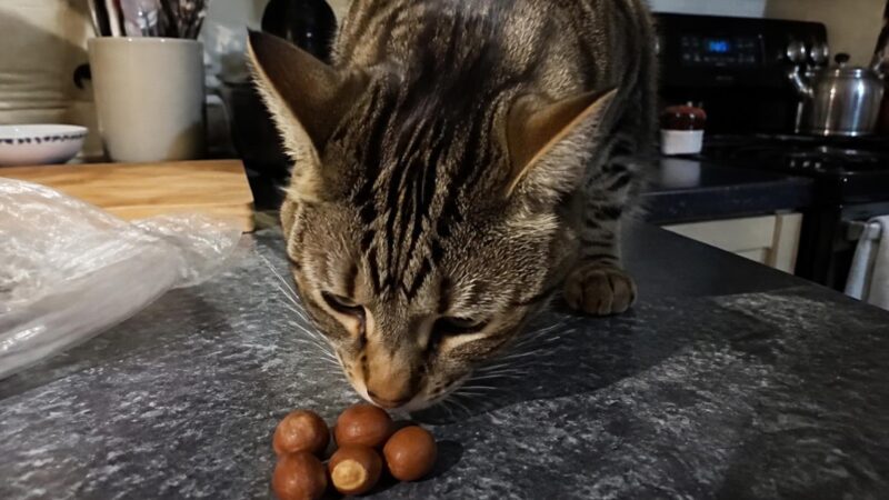 Can Cats Eat Hazelnuts?