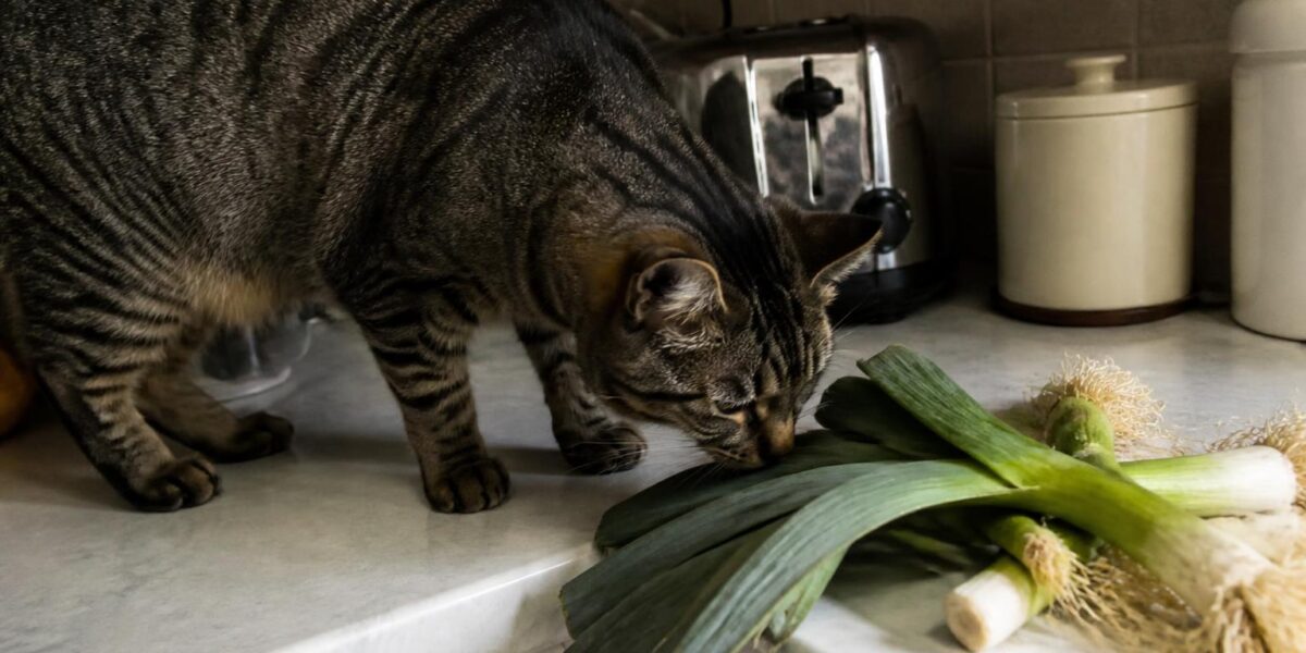 Can Cats Eat Leeks?