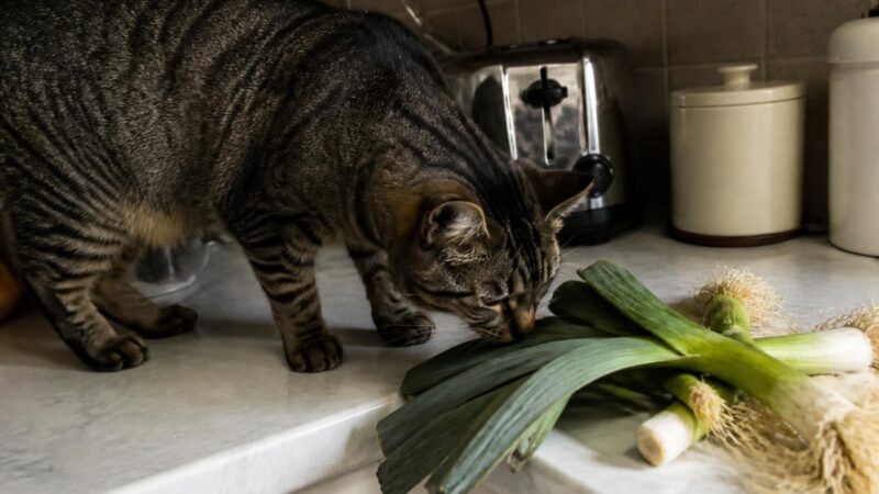 Can Cats Eat Leeks?