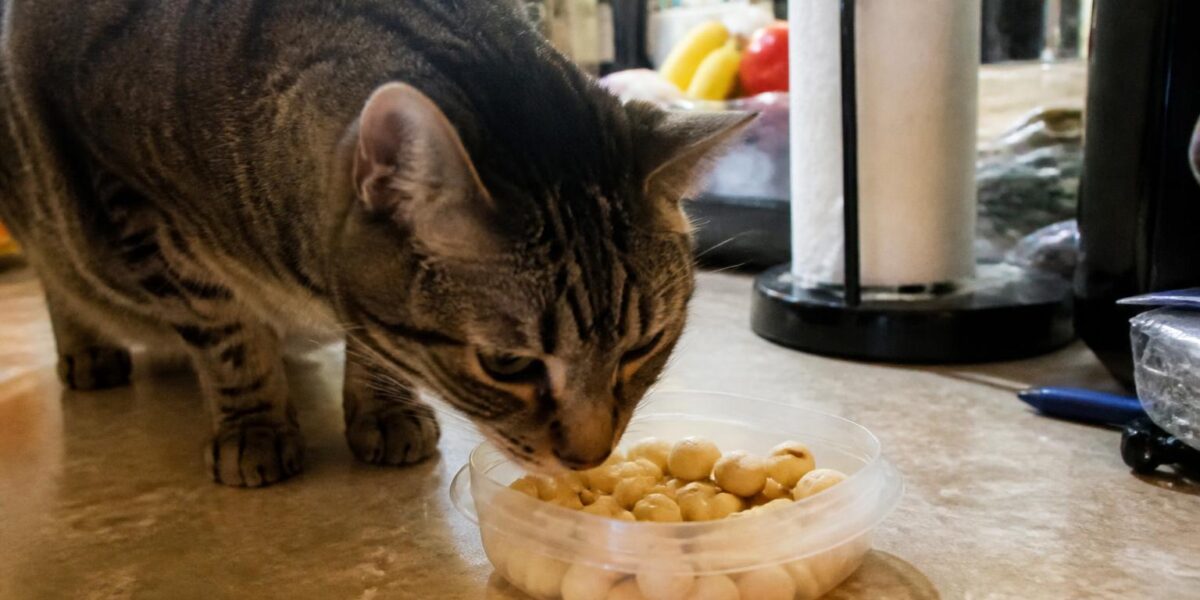 Can Cats Eat Macadamia Nuts?
