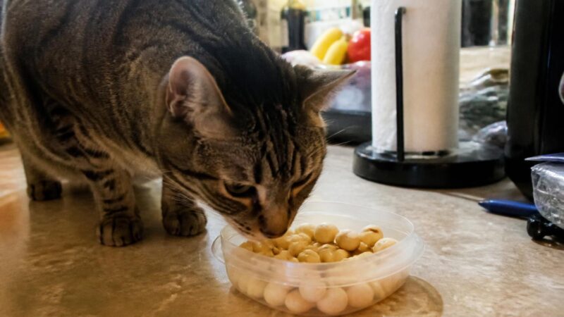 Can Cats Eat Macadamia Nuts?