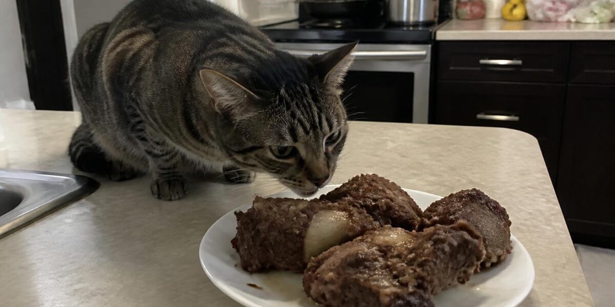 Can Cats Eat Oxtail?