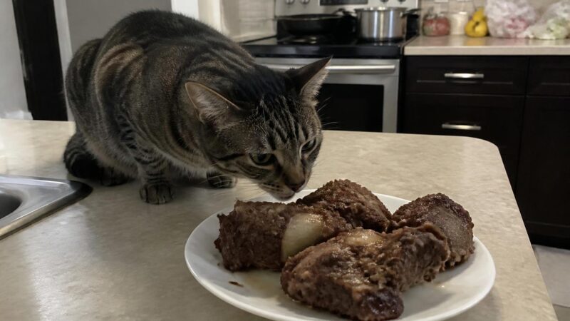 Can Cats Eat Oxtail?