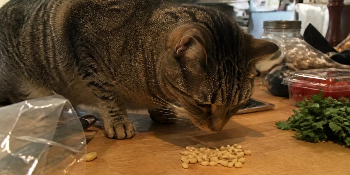 Can Cats Eat Pine Nuts?
