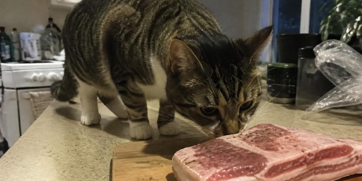Can Cats Eat Pork Belly?