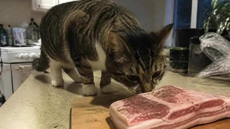 Can Cats Eat Pork Belly?
