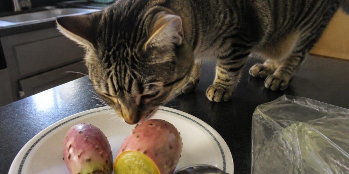 Can Cats Eat Prickly Pear?