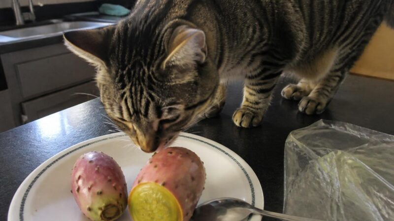Can Cats Eat Prickly Pear?