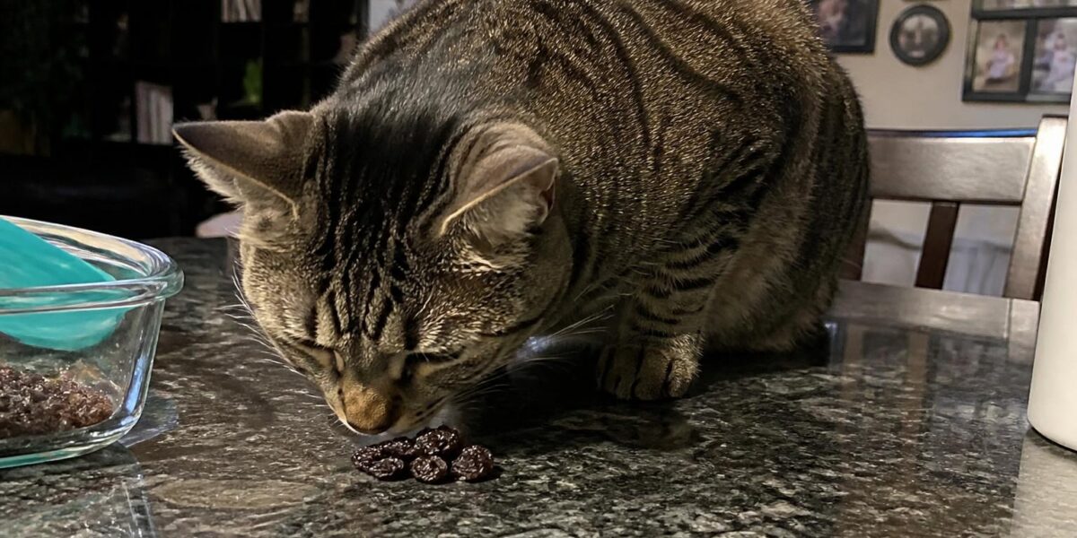 Can Cats Eat Raisins?