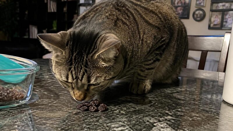 Can Cats Eat Raisins?