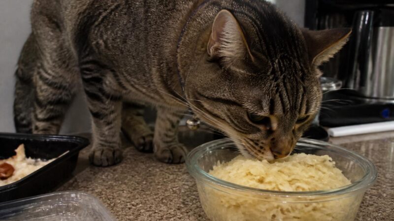 Can Cats Eat Sauerkraut?