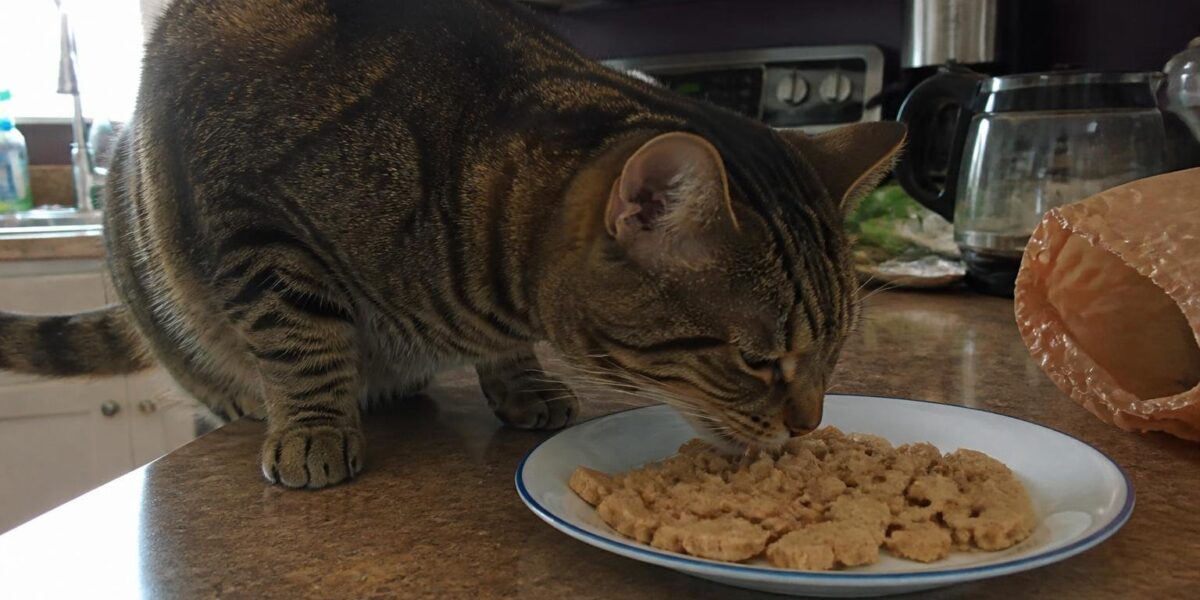 Can Cats Eat Seitan?