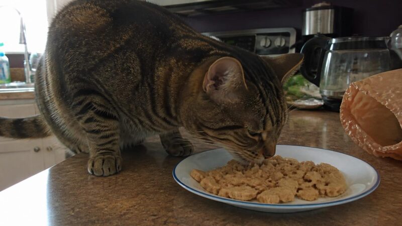 Can Cats Eat Seitan?