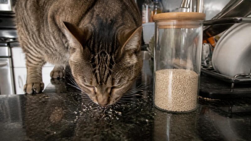 Can Cats Eat Sesame Seeds?