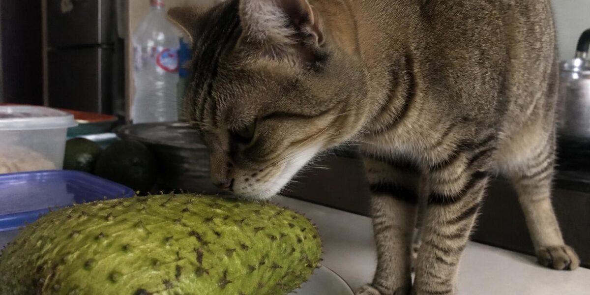 Can Cats Eat Soursop?