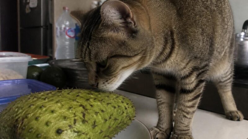 Can Cats Eat Soursop?